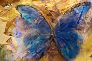 Tattered Butterfly
